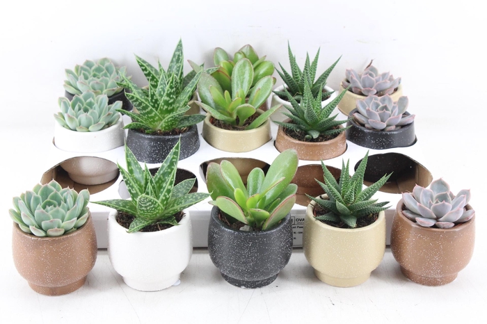 <h4>arr3 OV - Ker. Mumbai x15</h4>