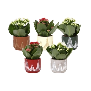 KP-845.1 - Kalanchoe Rosalina 6cm in kerstpot