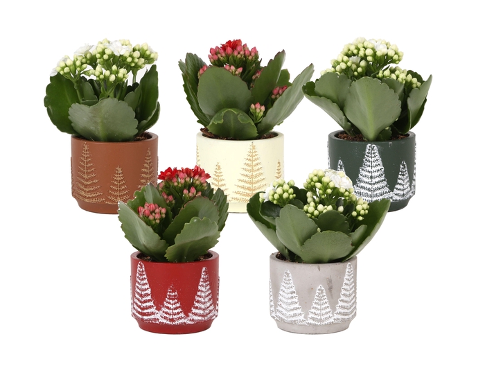 <h4>KP-845.1 - Kalanchoe Rosalina 6cm in kerstpot</h4>