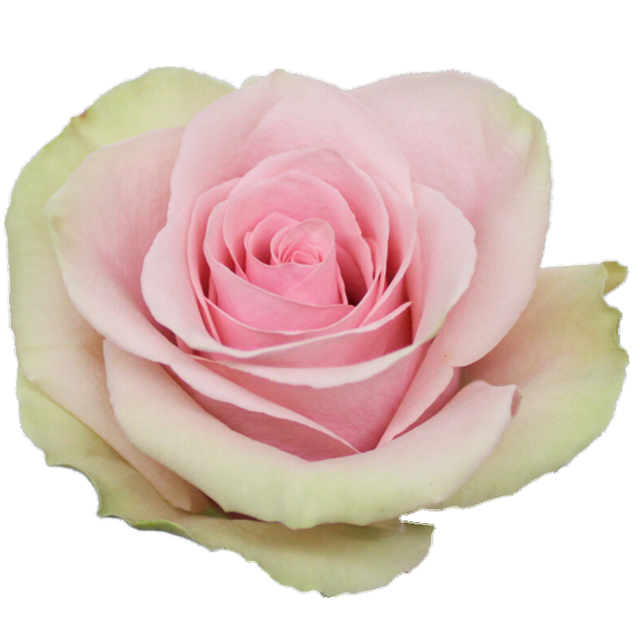 R Gr Pink Swan Bicolor 70cm EC