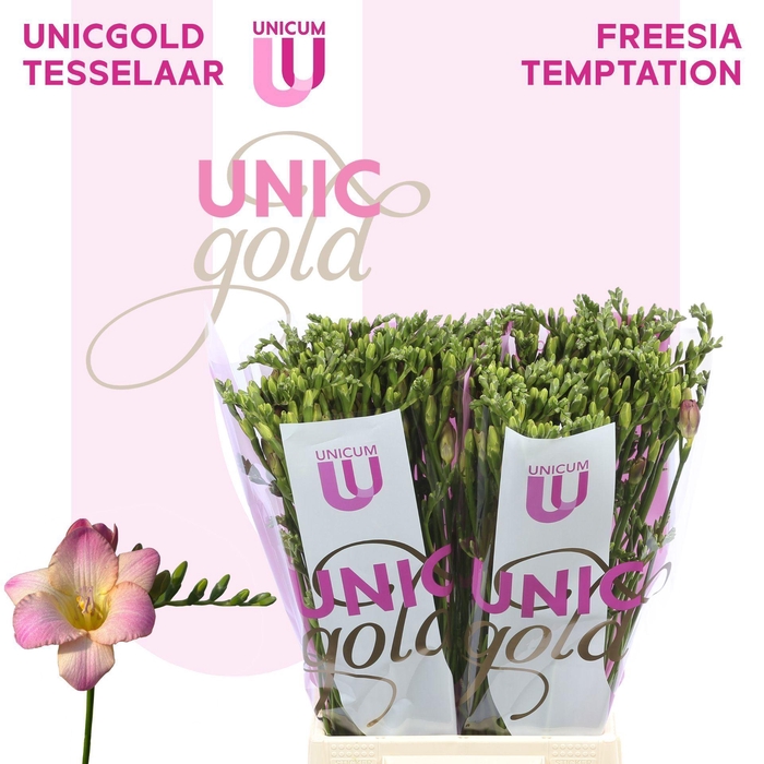 <h4>Freesia enk Temptation</h4>