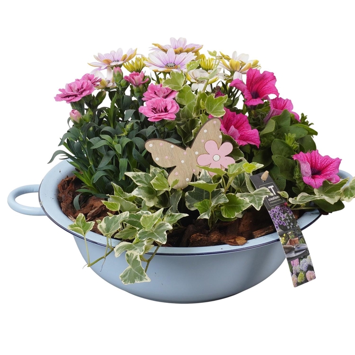<h4>PTPP6852 Arrangement Patio in metalen schaal</h4>