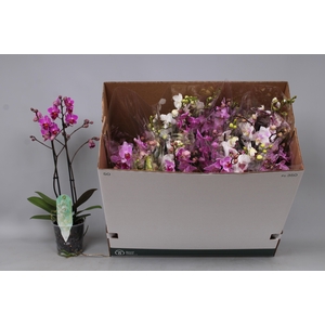 PHAL MF GEM 8 KL