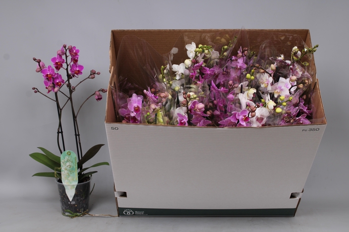 <h4>PHAL MF GEM 8 KL</h4>
