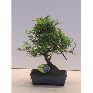 Sageretia theezans, 30cm., shape, without drip tray