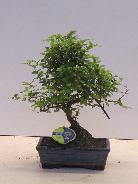 <h4>Sageretia theezans, 24cm., shape, without drip tray</h4>