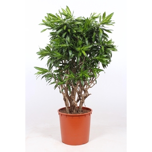 Dracaena Song of Jamaica