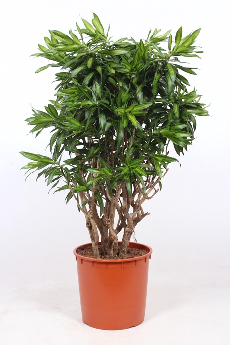 <h4>Dracaena Song of Jamaica</h4>