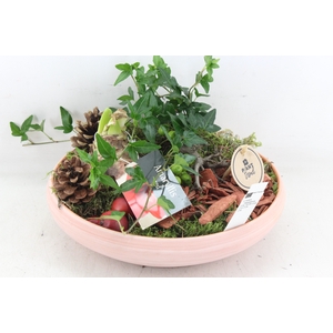 arr4 Amaryllis PL - Terra schaal L