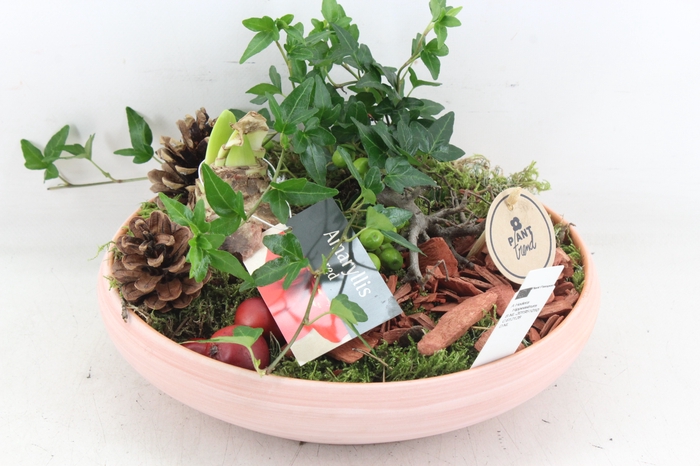 <h4>arr4 Amaryllis PL - Terra schaal L</h4>