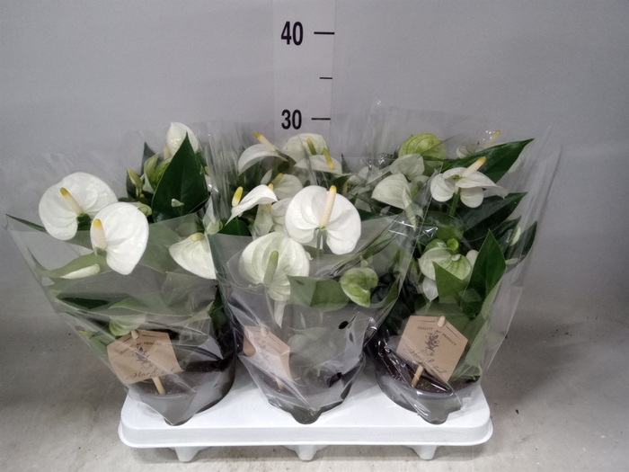 <h4>Anthurium andr. 'Everest'</h4>