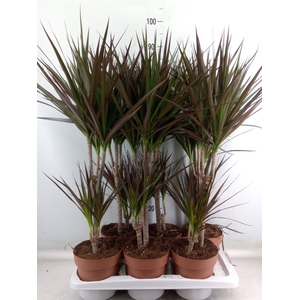 Dracaena marg. 'Magenta'