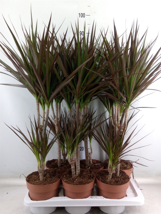 <h4>Dracaena marg. 'Magenta'</h4>