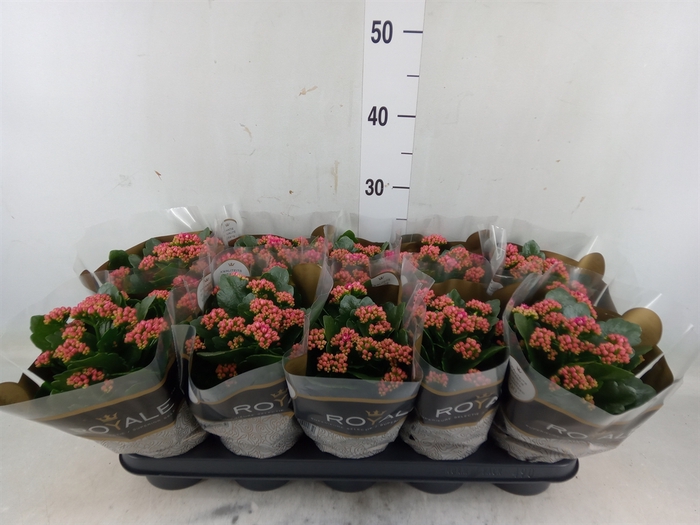 <h4>Kalanchoe blos. 'RosDon Victorio'</h4>