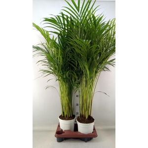 Dypsis lutescens ...Chrysalidoca