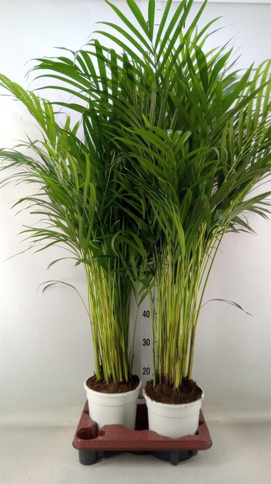 <h4>Dypsis lutescens   ...Chrysalidoca</h4>