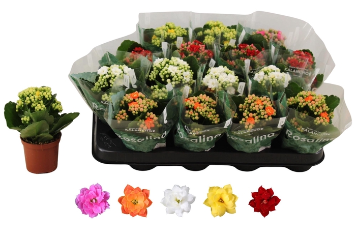 <h4>KAL GE RO GEM 5 KL</h4>