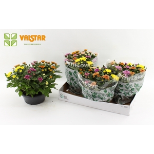 Chrysanthemum, 23 cm ELIXER With Love by Valstar Carnaval