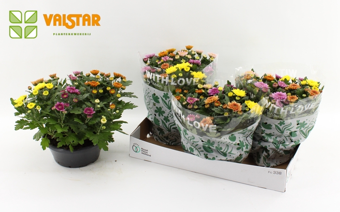 <h4>Chrysanthemum, 23 cm ELIXER With Love by Valstar Carnaval</h4>