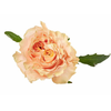 R Gr Princess Crown Peach 50cm EC