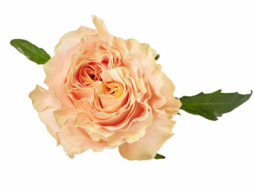 R Gr Princess Crown Peach 50cm EC