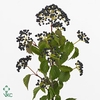 Viburnum D Magical Blue