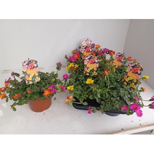 Portulaca gemengd in pot