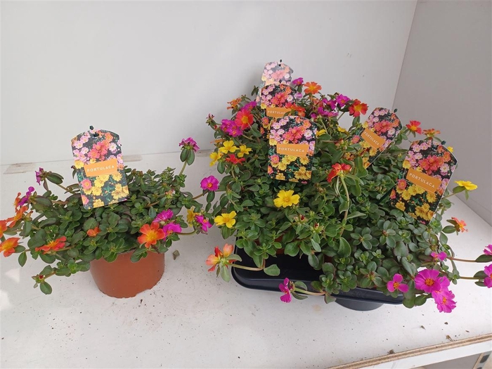 <h4>Portulaca gemengd in pot</h4>