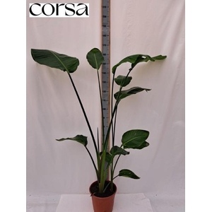 STRELITZIA NICOLAI