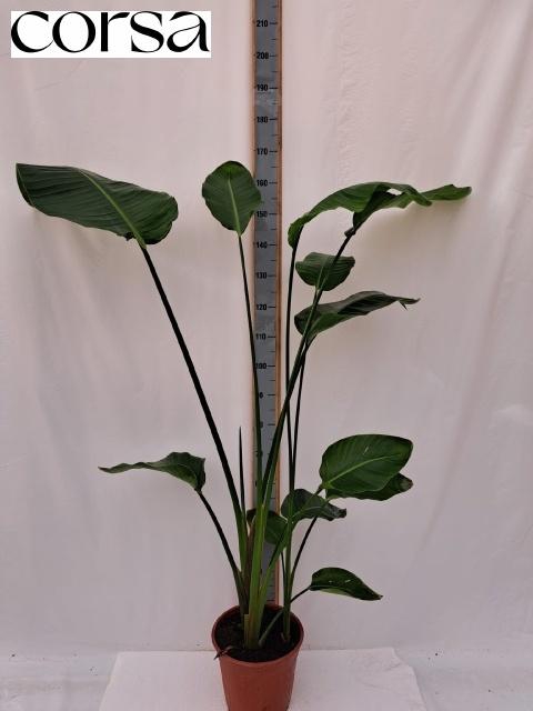 <h4>STRELITZIA NICOLAI</h4>