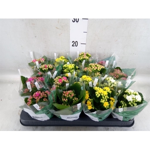 Kalanchoe blos. 'RosDon Collection'