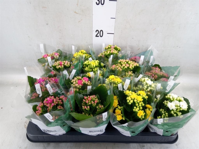 <h4>Kalanchoe blos. 'RosDon Collection'</h4>