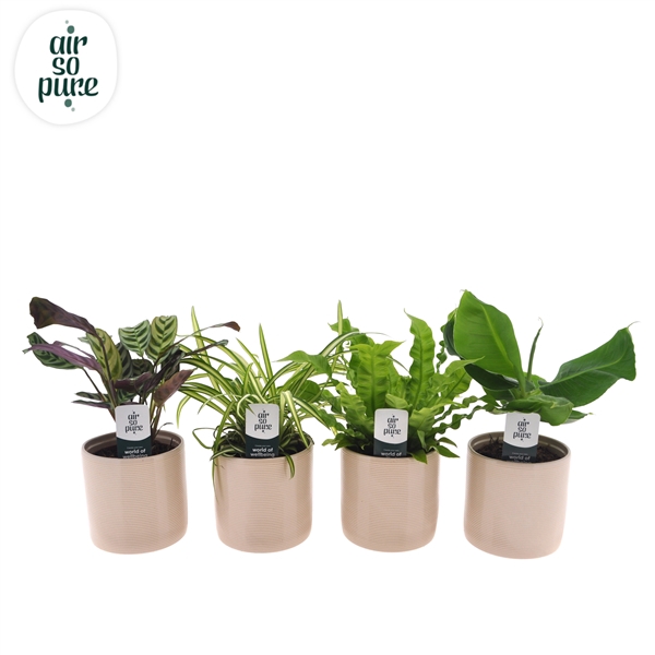 <h4>Air So Pure mix in Havana keramiek</h4>