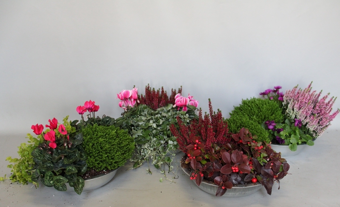 <h4>Herfstmixen divers in zinken schaal 29cm</h4>