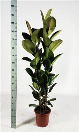 <h4>Fic El Robusta</h4>