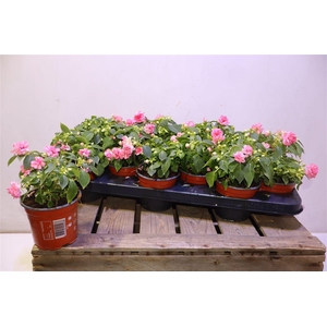 arr8 Imp Fiesta Ole Pink