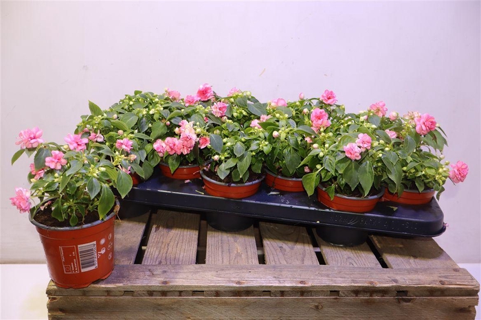 <h4>arr8 Imp Fiesta Ole Pink</h4>