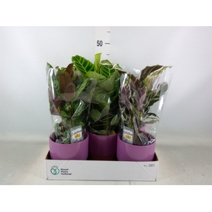 Calathea   ...mix 3