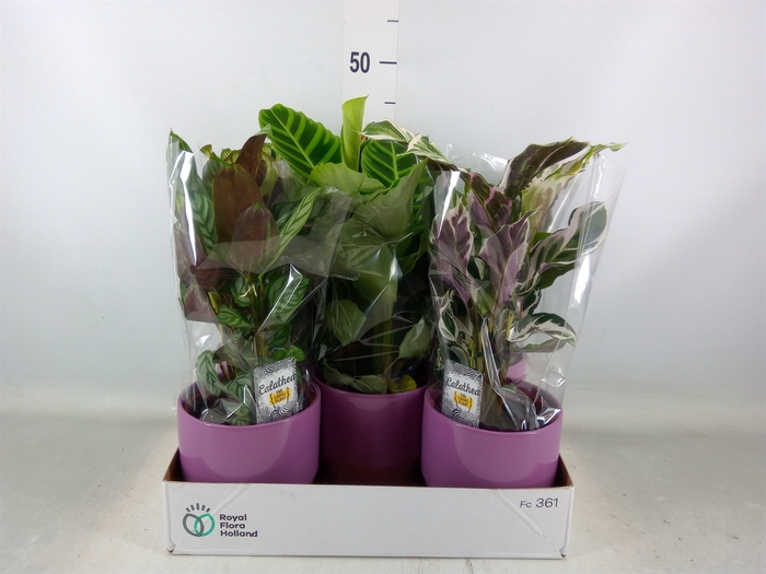 <h4>Calathea   ...mix 3</h4>
