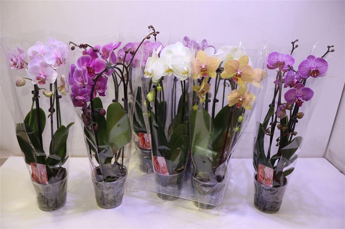 <h4>arr8 Phal El Cascade</h4>