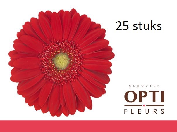 <h4>Gerbera Carambole</h4>