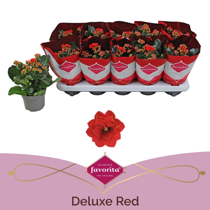<h4>Kalanchoe Double Deluxe Red Stadium 1</h4>