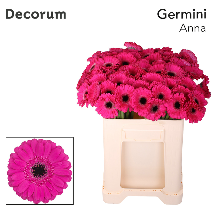 <h4>Germini Anna Water/Hoes x80</h4>