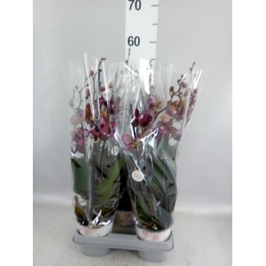 Phalaenopsis multi. 'Ant Cartagena'