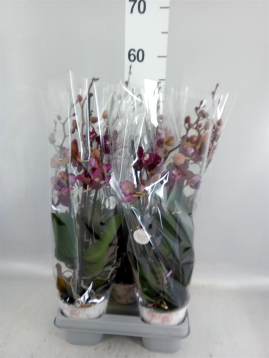 <h4>Phalaenopsis multi. 'Ant Cartagena'</h4>