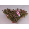 Erica darleyensis 'Kramers Rote'