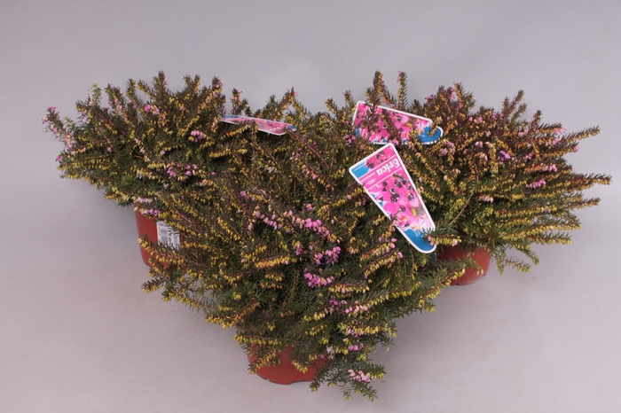Erica darleyensis 'Kramers Rote'