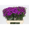 Dianthus Br Amazon Neon Purple