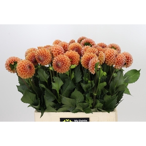 Dahlia Cornel Bronze