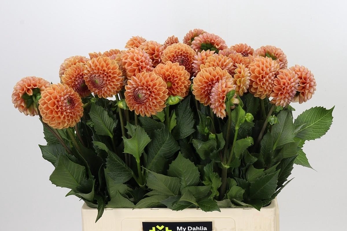 <h4>Dahlia Cornel Bronze</h4>